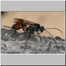 Cryptinae spp - Schlupfwespe w79a 8-9mm fdet02.jpg